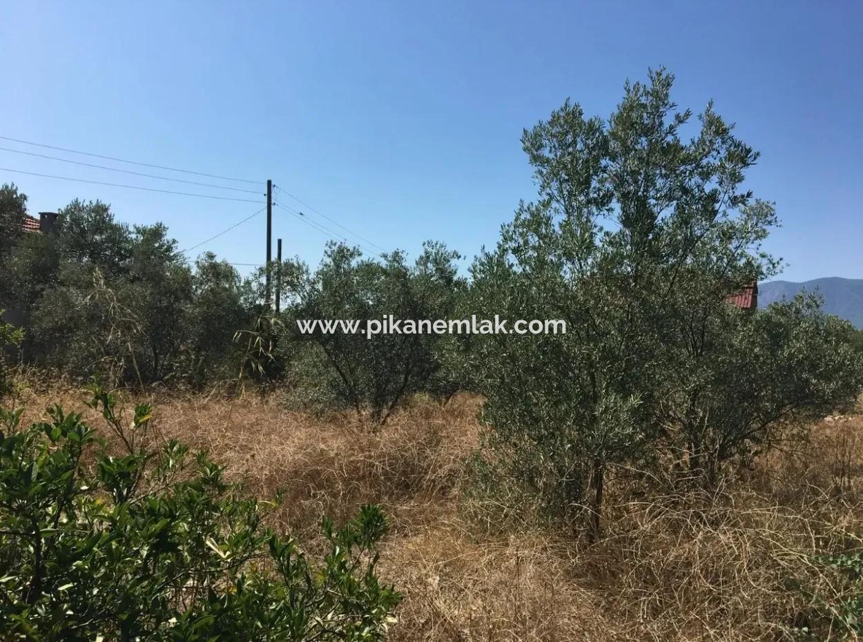 Land For Sale In Koycegiz Zeytinalani