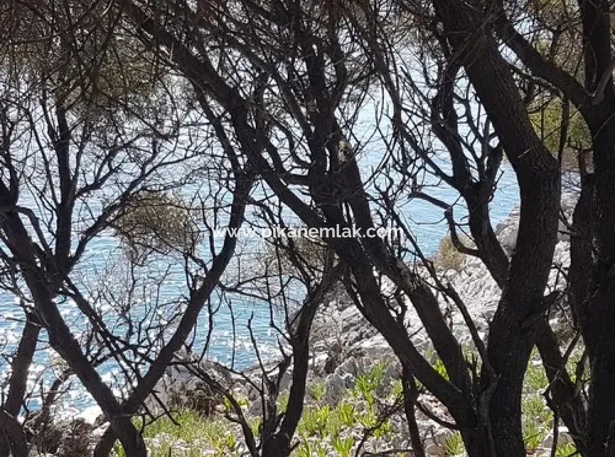 Dalyan, Gökbel De Seafront Detached 1 300 M2 Olive Grove For Sale