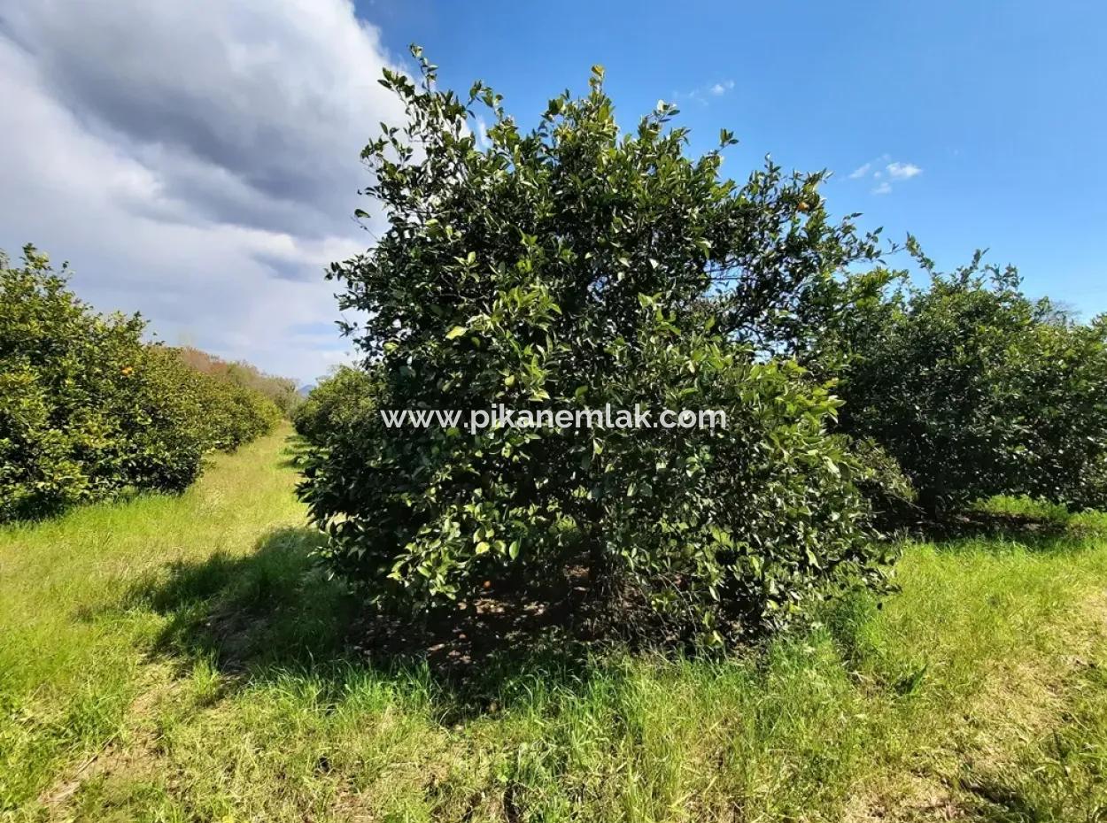 Ortaca Mergenlide 5134 M2 And Official 50 M2 Construction Permit Citrus Garden For Sale