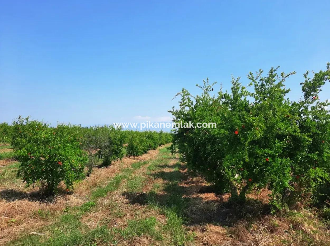 Muğla Ortaca Tepearası For Sale Kelepir Detached 22 250 Land