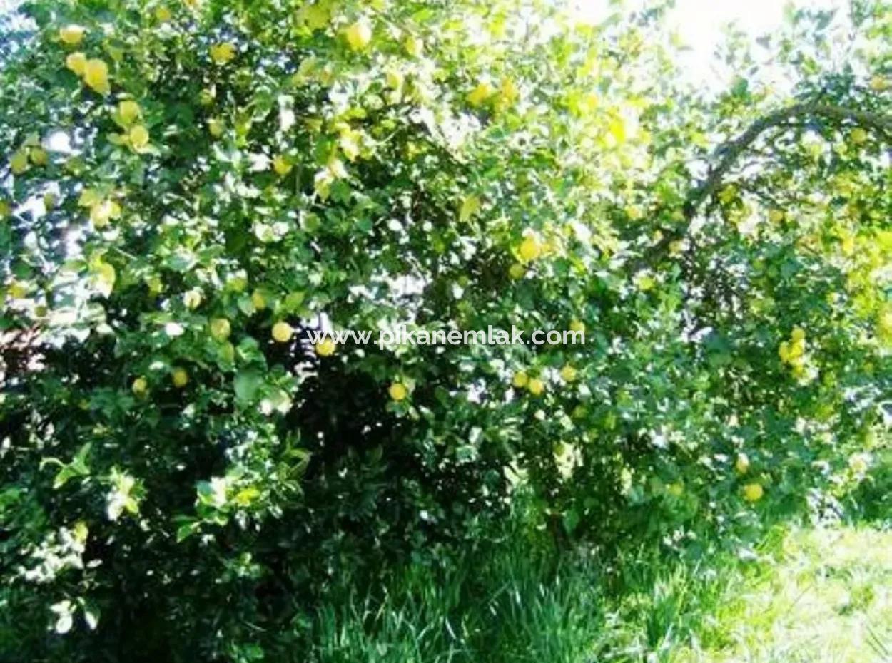 Archers Are Also Cheap Land For Sale