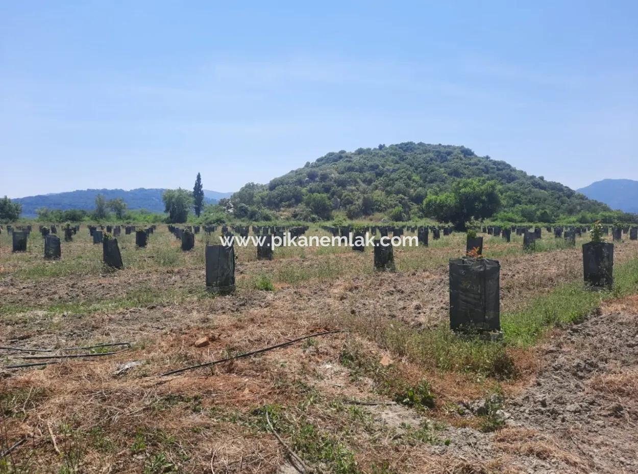 40.000 M2 Avocado Garden For Sale In Muğla Güzelyurt