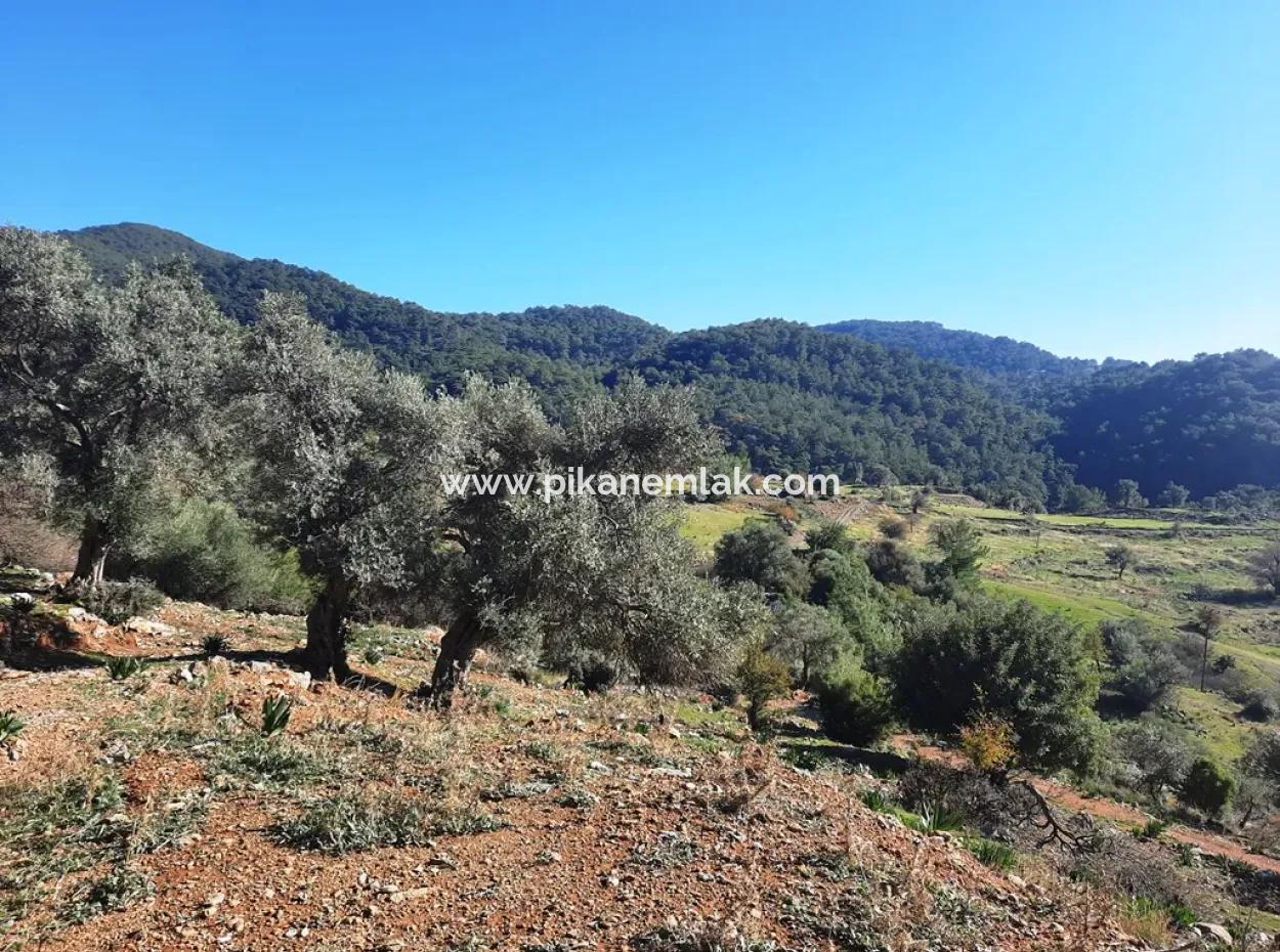 Muğla Ortaca Dalyan Gökbelde 3 100 M2 2B Land Property Right Will Be Transferred