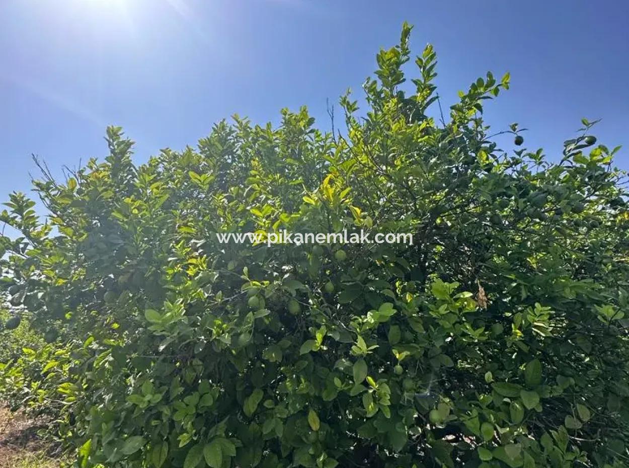 15 000 M2 Lemon Orchard For Sale In Eskiköy, Dalyan