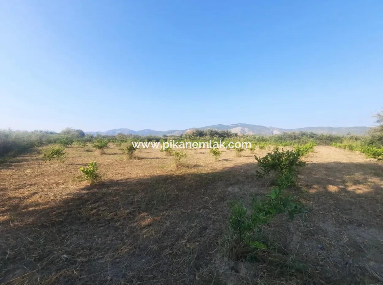 5000 M2 Citrus Orchard For Sale In Ortaca Dikmekavak