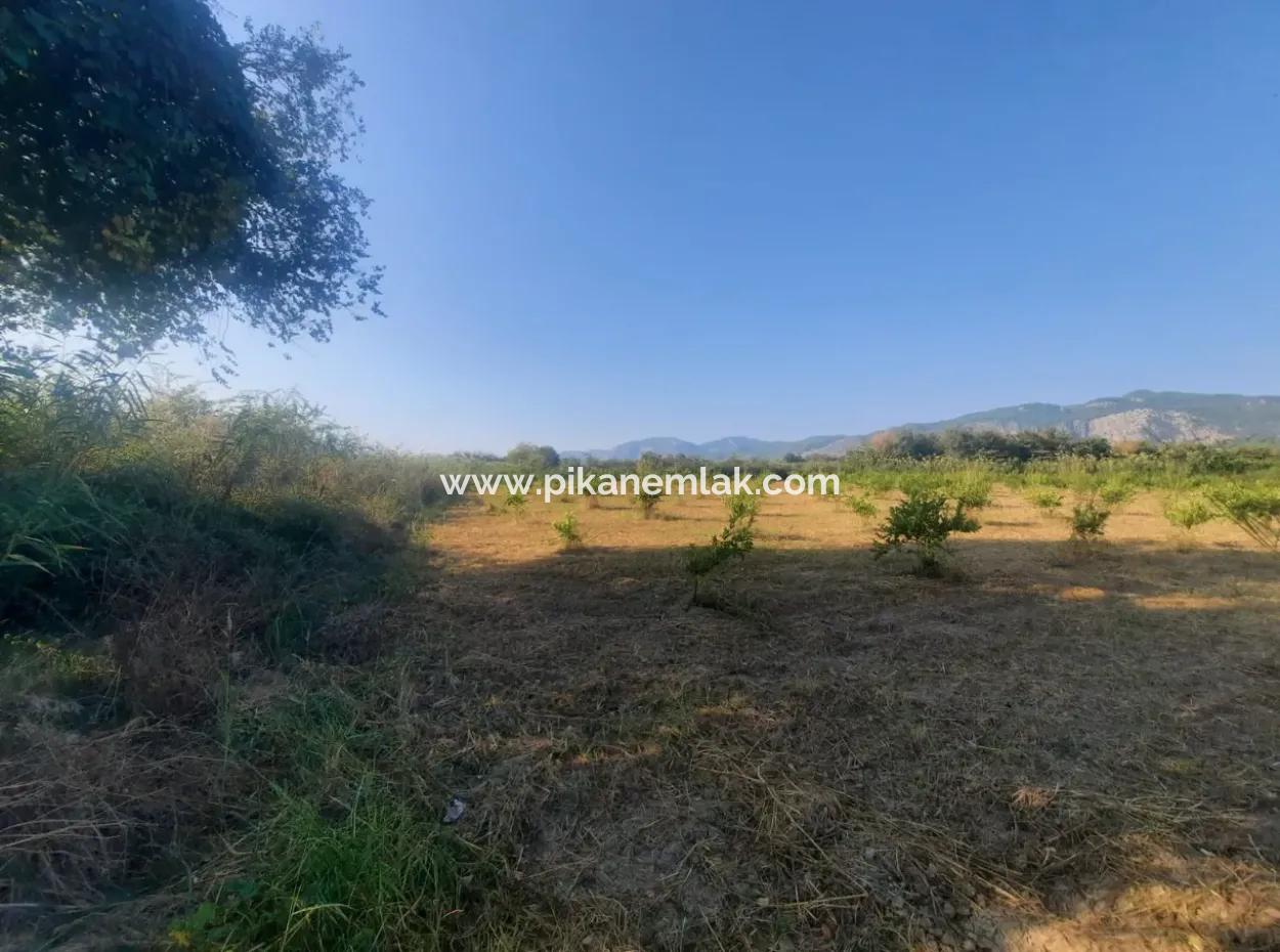 5000 M2 Citrus Orchard For Sale In Ortaca Dikmekavak