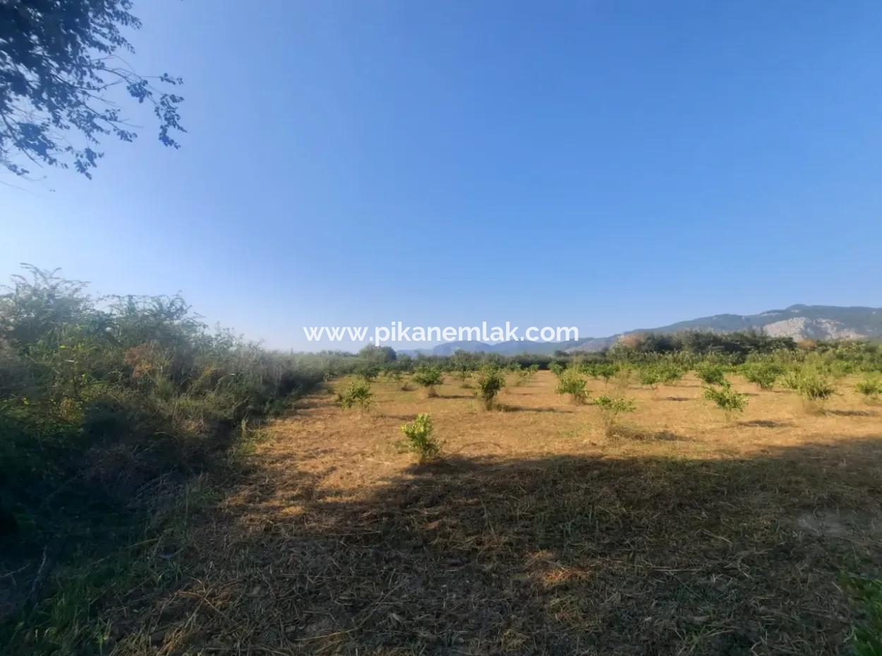 5000 M2 Citrus Orchard For Sale In Ortaca Dikmekavak