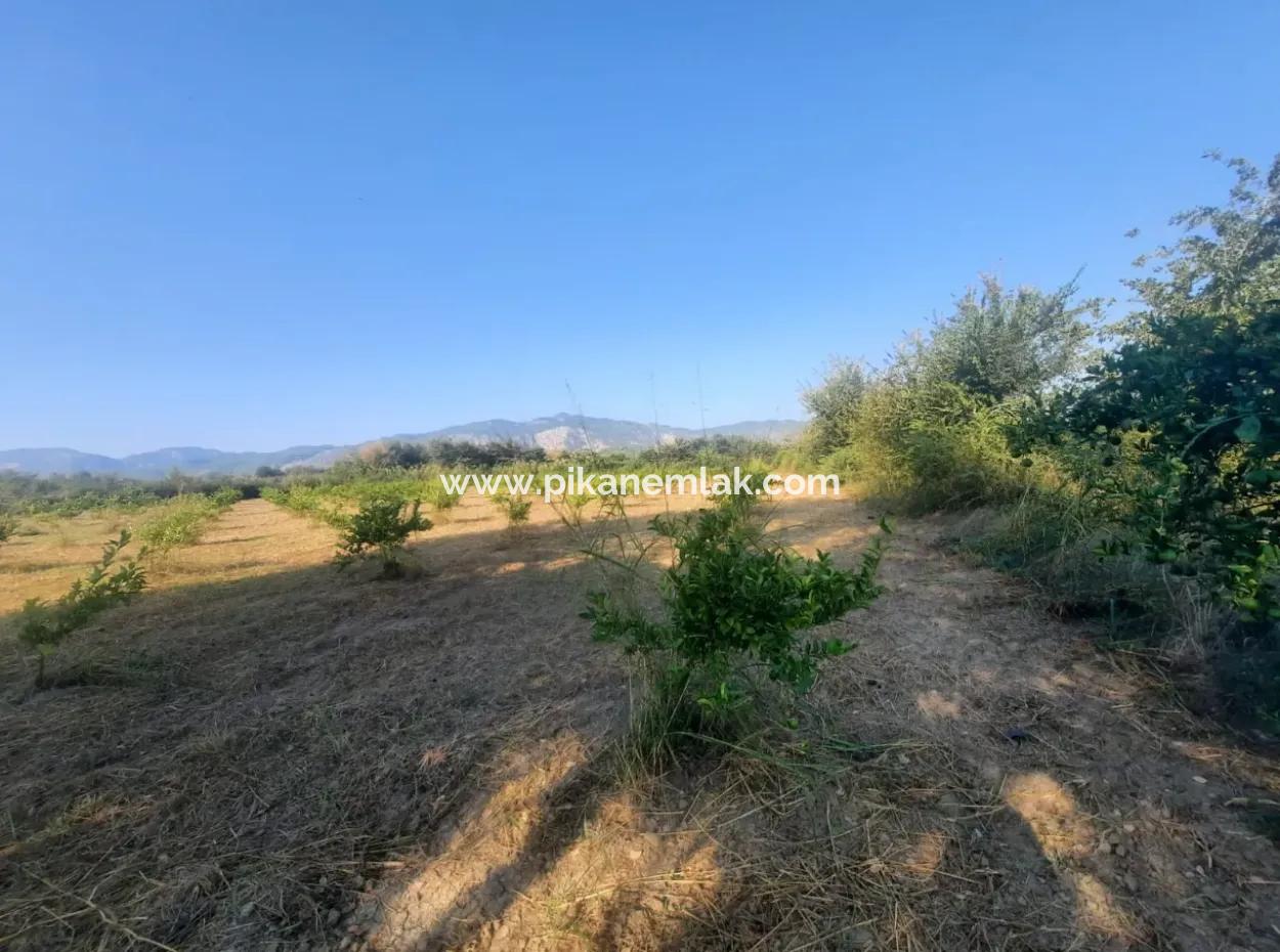5000 M2 Citrus Orchard For Sale In Ortaca Dikmekavak