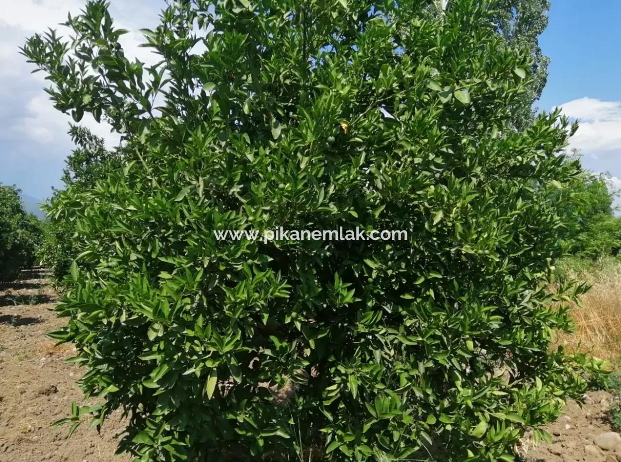 Farm For Sale In Köyceğiz Beyoba Bargain