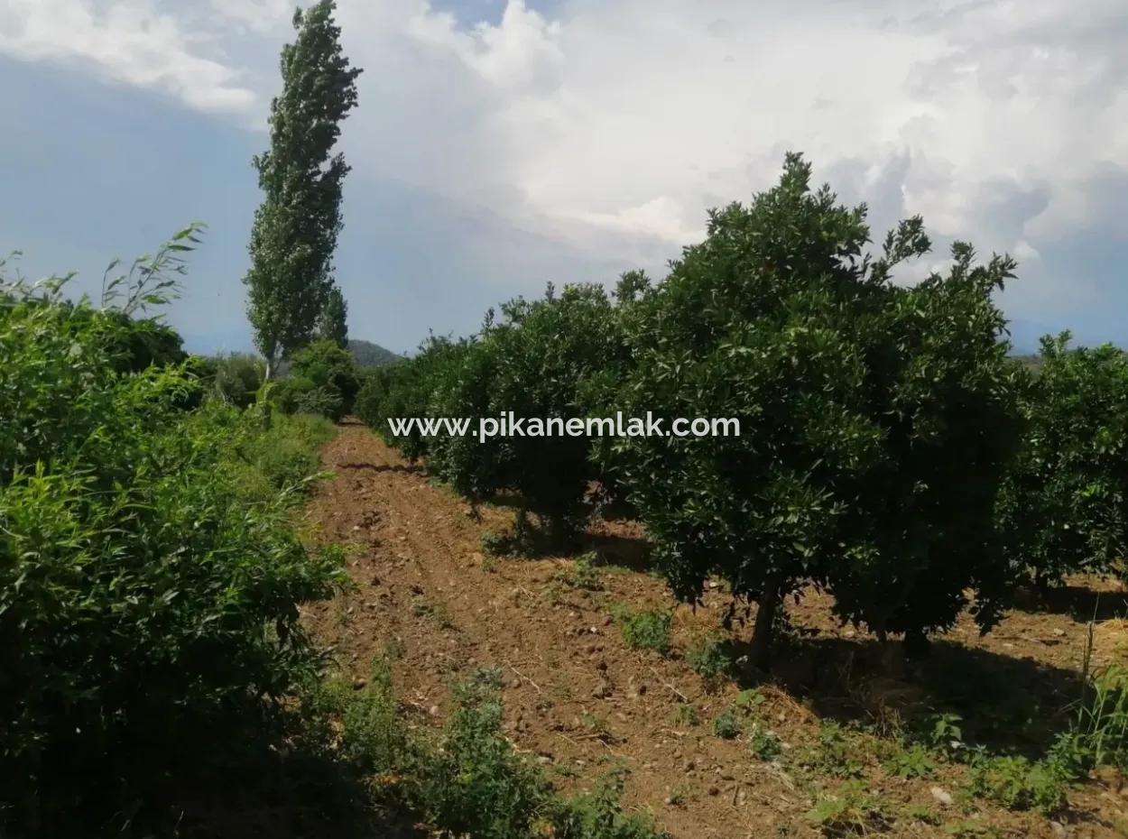 Farm For Sale In Köyceğiz Beyoba Bargain