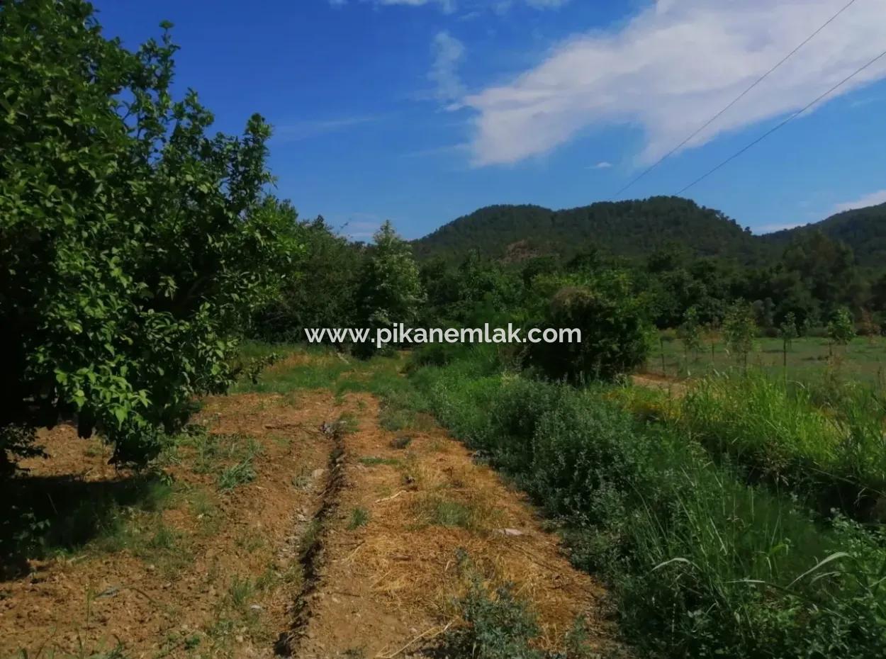 Farm For Sale In Köyceğiz Beyoba Bargain