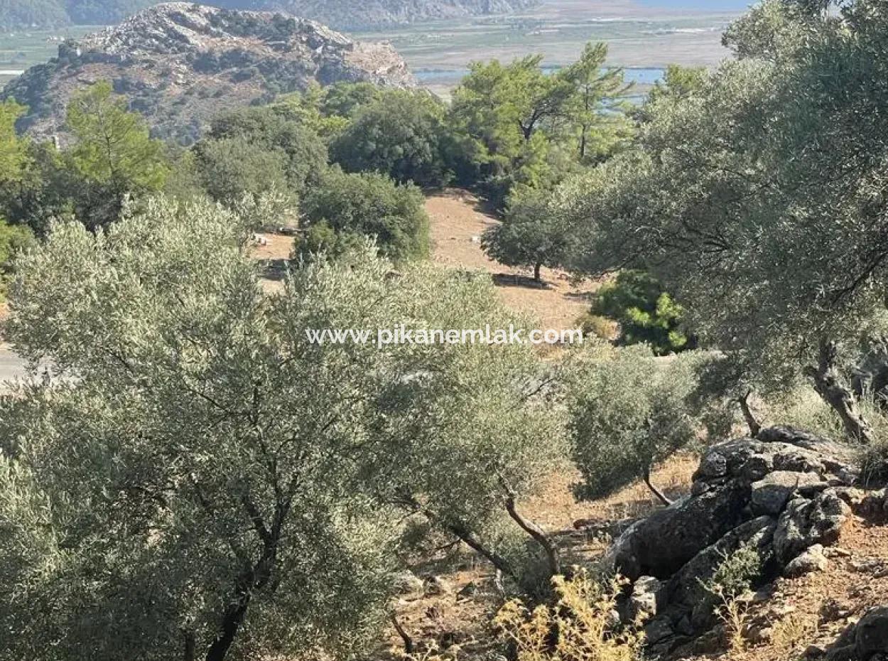 5000 M2 2B Field For Sale