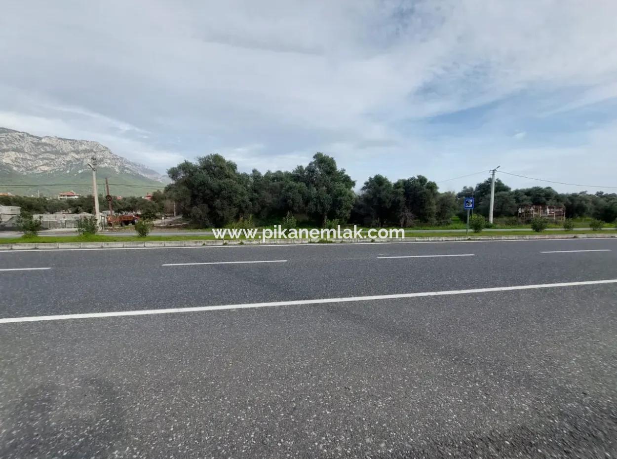 7 769 M2 Land For Sale In Köyceğiz Olive Area, Suitable For Investment By Zero To The Main Road With Lake View