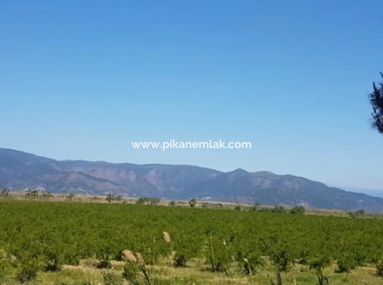 Garden Of Pomegranates For Sale In Dalyan