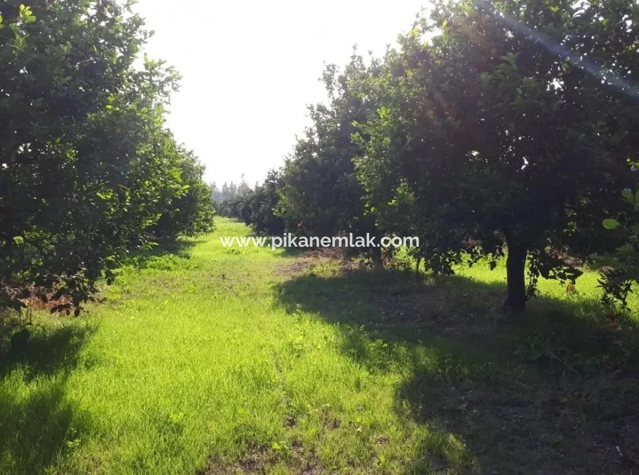 Tepearasi Bargain For Sale In Orange Grove