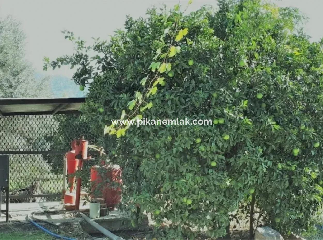 Tepearasi Bargain For Sale In Orange Grove