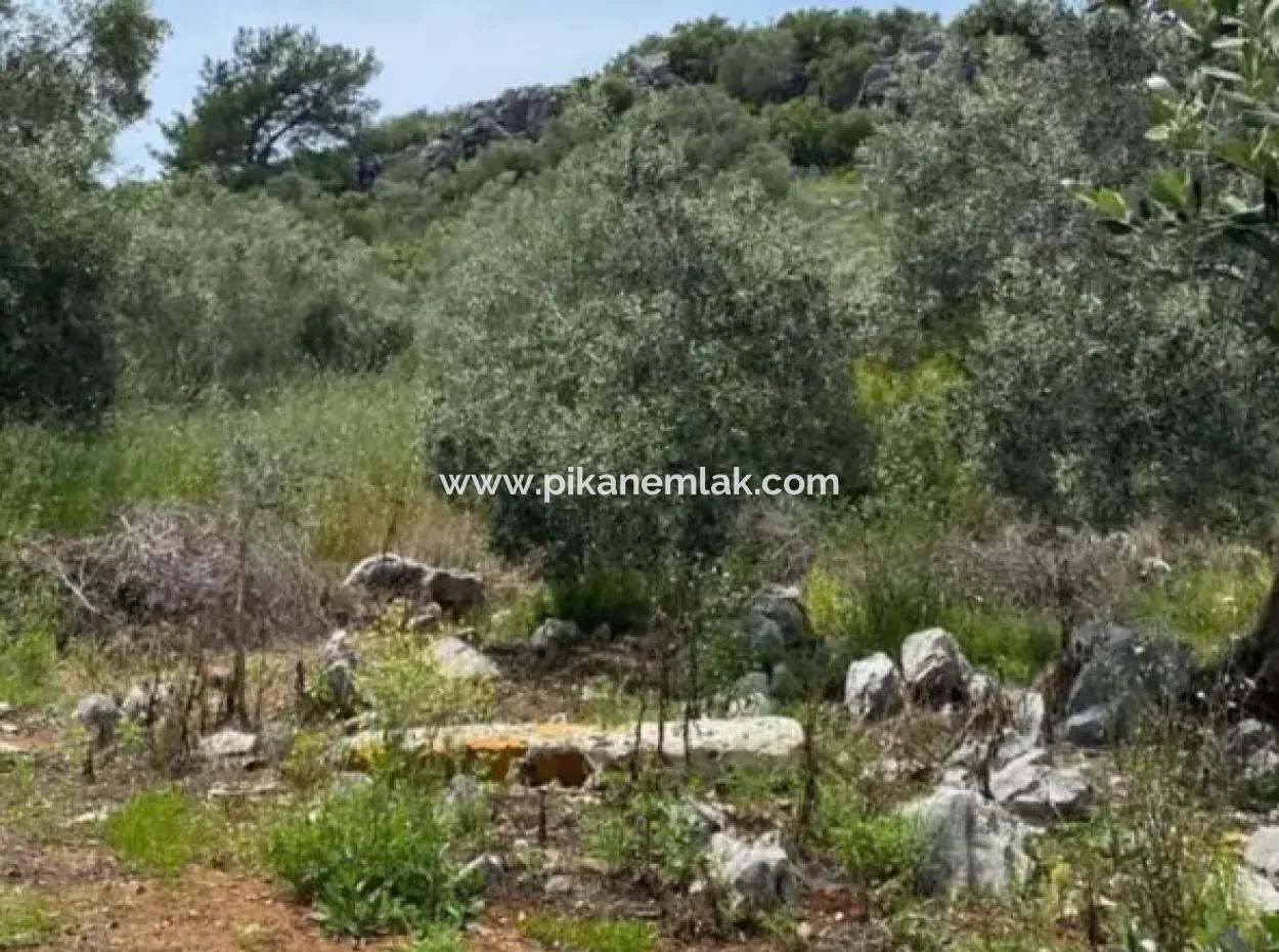 2 932 M2 Contracted Olive Grove For Sale In Ortaca Fevziye