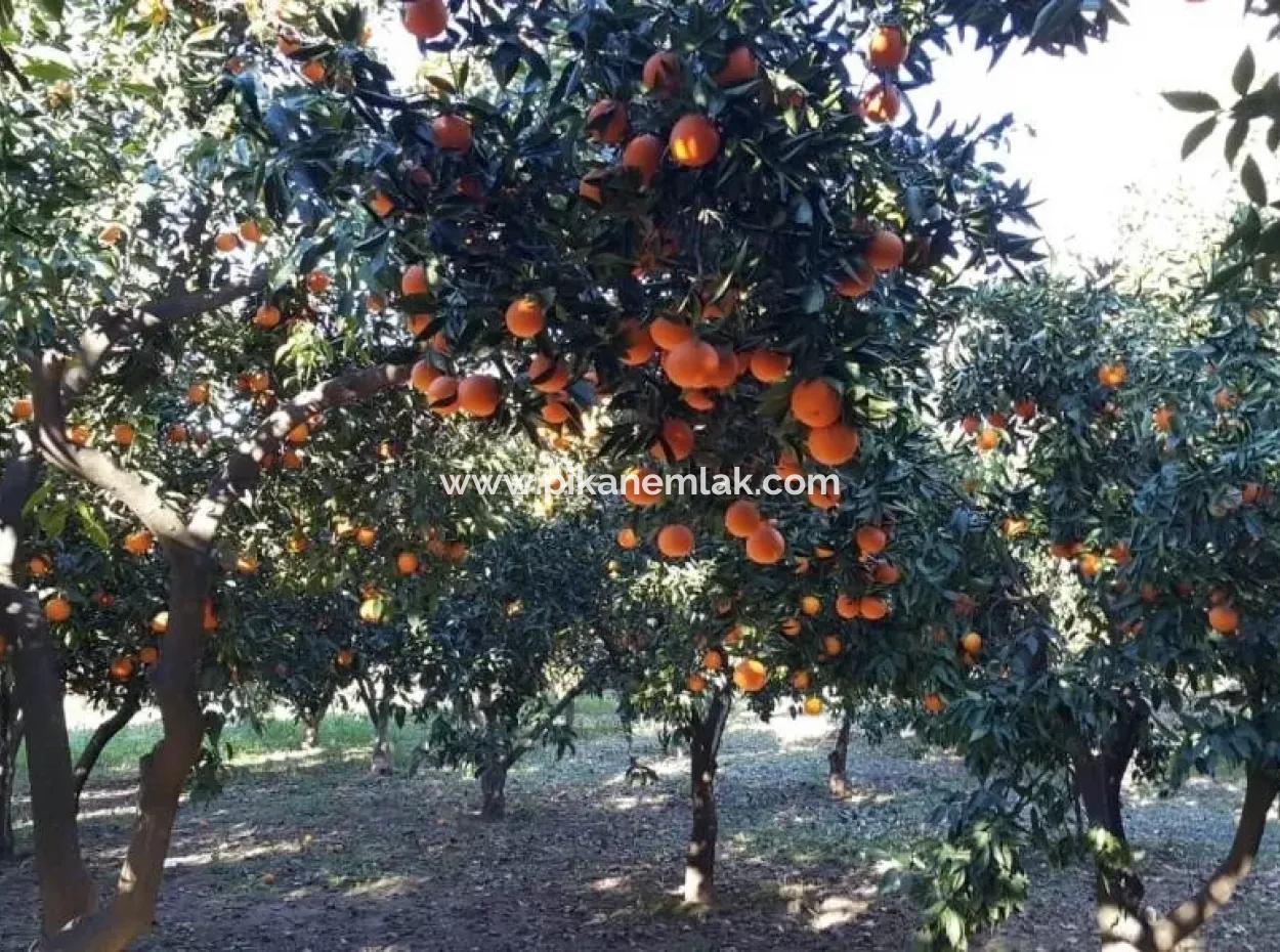 Garden For Sale In Köyceğiz Village