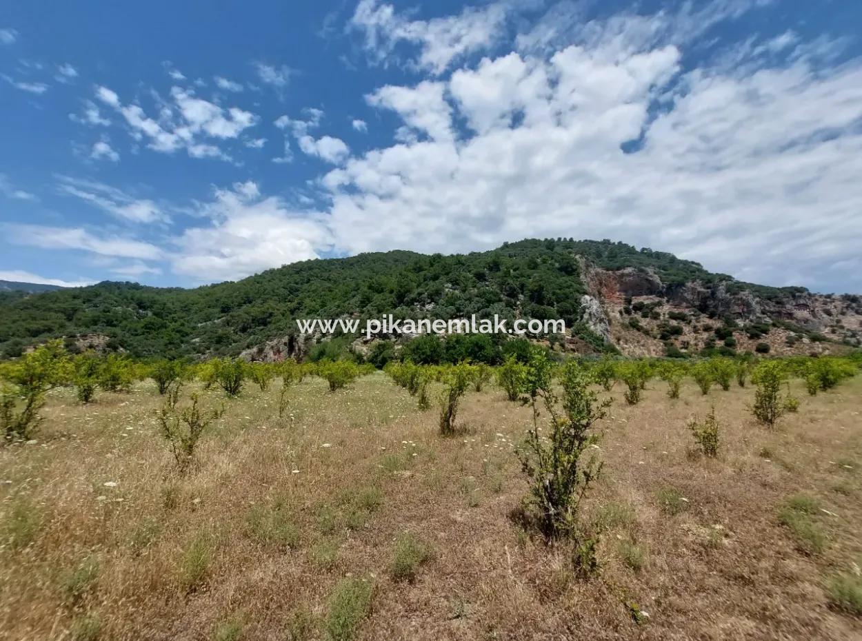 Köyceğiz Çandırda Detached Title Deed 33.800 M2 Field For Sale