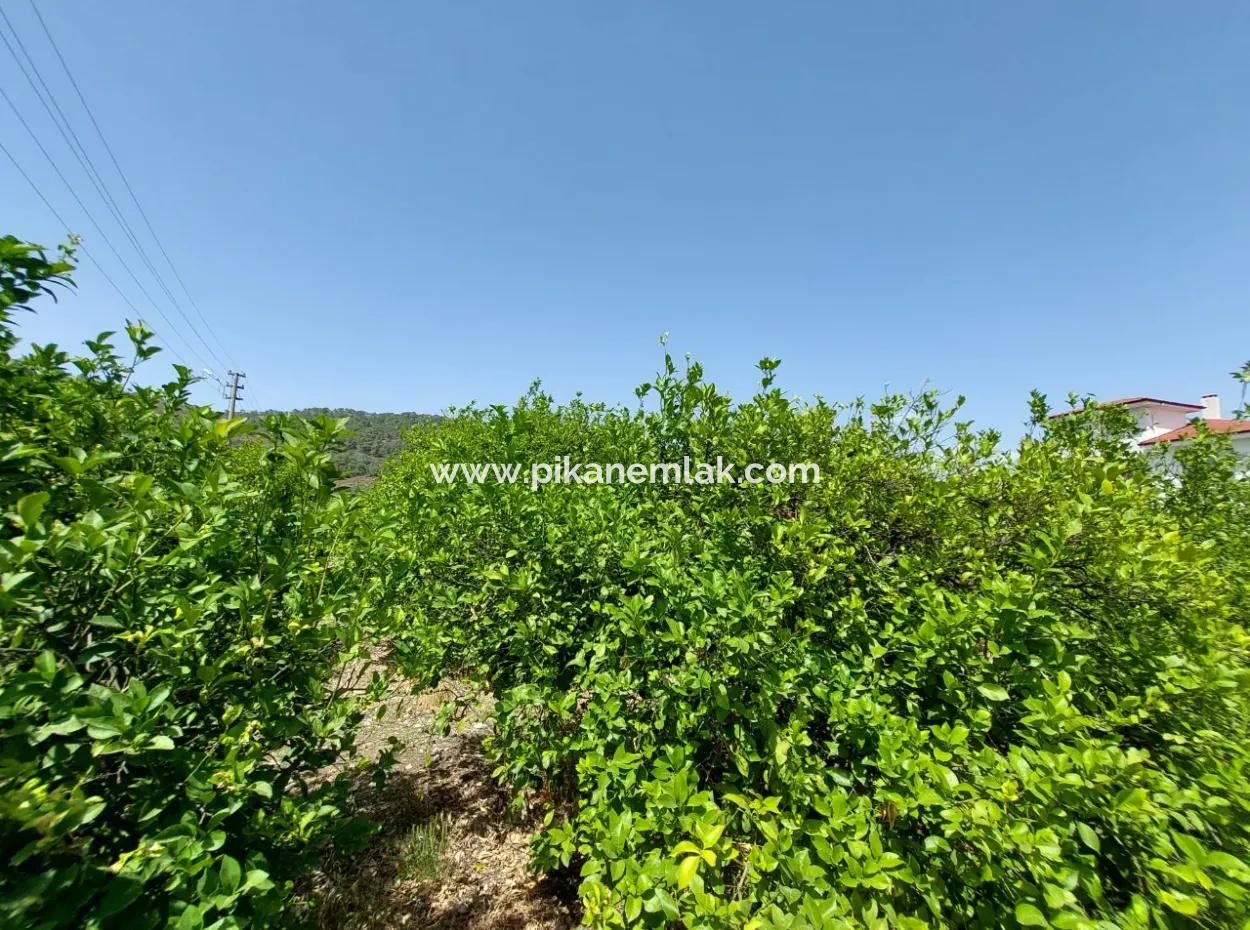 Muğla Ortaca Ekşiliyurtta Residential Zoned Detached 2 000M2 Land For Sale