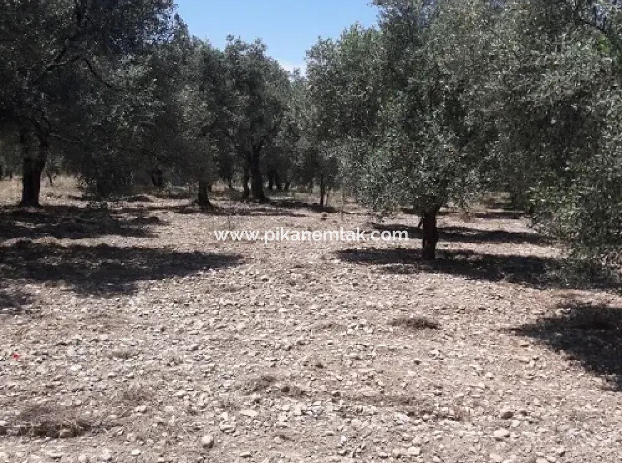 Village House With Lake View And Olive Grove Land For Sale In Köyceğiz Çandır, Muğla