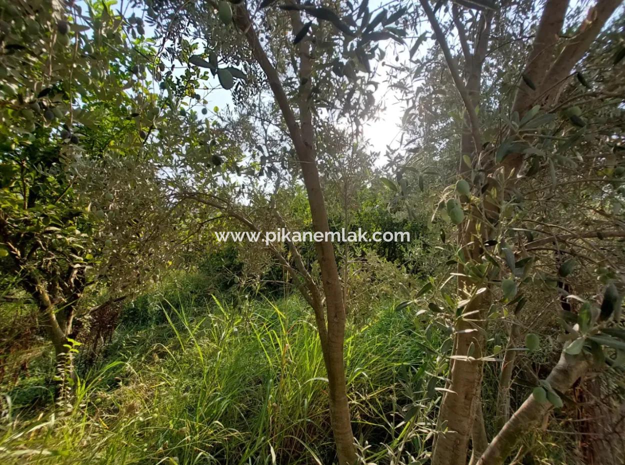 1.000 M2 Land For Sale In Ortaca Archers