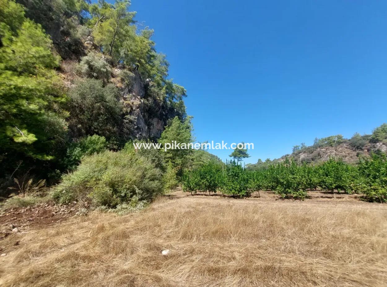 4.427 M2 Fertile Land With Mountain And Nature View In Ortaca Okçular For Sale