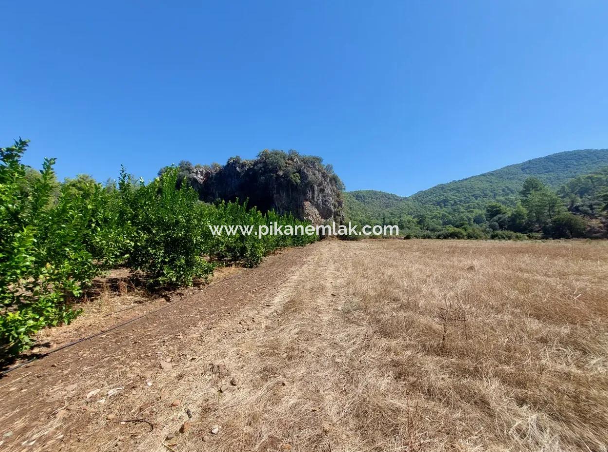 4.427 M2 Fertile Land With Mountain And Nature View In Ortaca Okçular For Sale