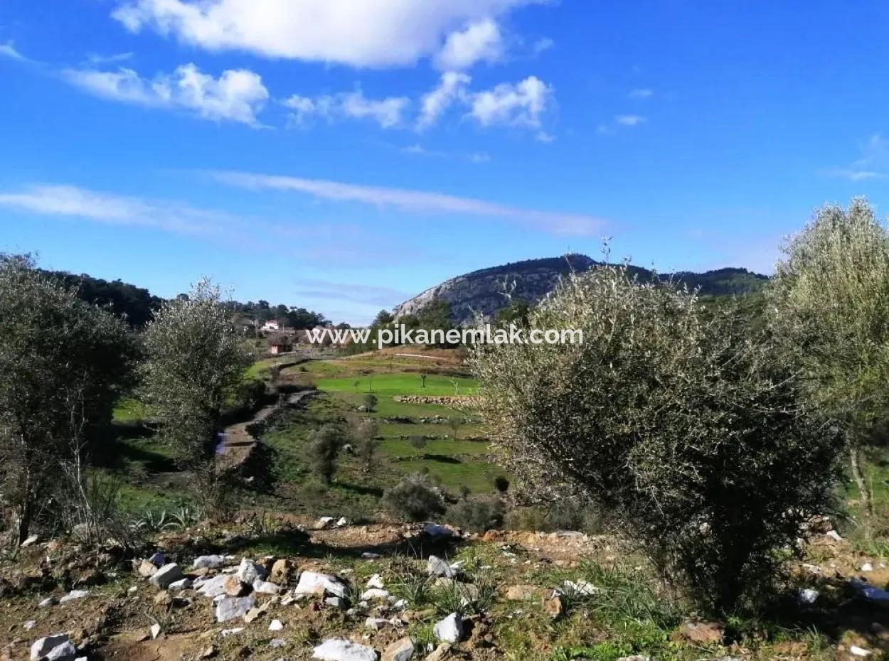 Mugla Ortaca Gokbel Bargain Olive Grove For Sale