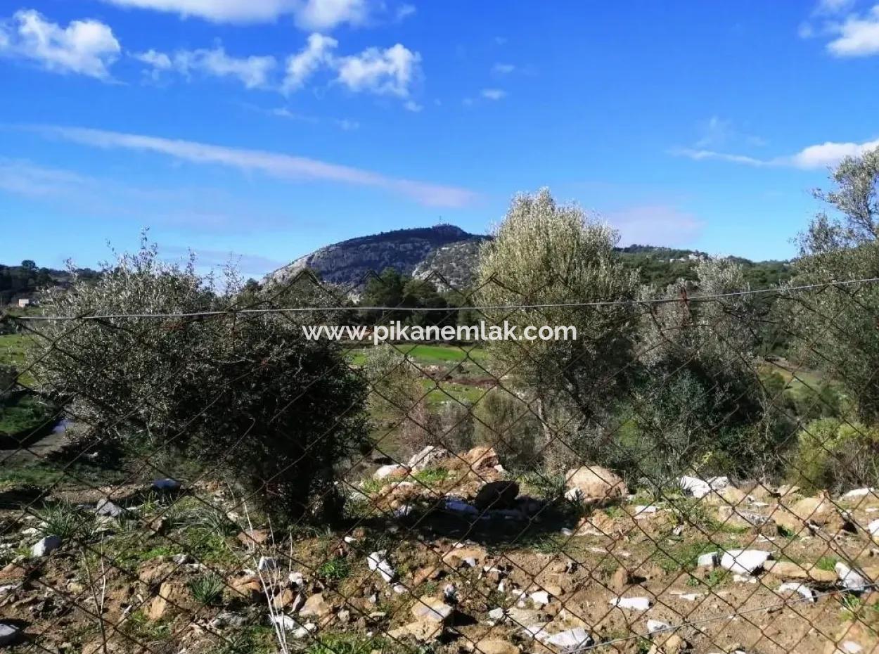 Mugla Ortaca Gokbel Bargain Olive Grove For Sale