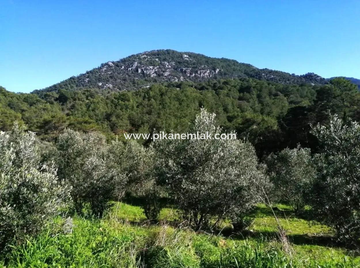 Mugla Ortaca Gokbel Bargain Olive Grove For Sale