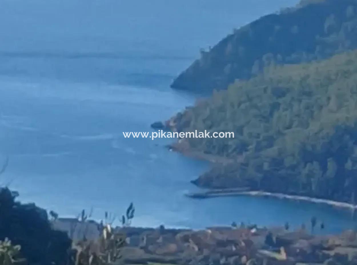 1 650 M2 Olive Grove With Sea View For Sale In Köyceğiz Ekincik