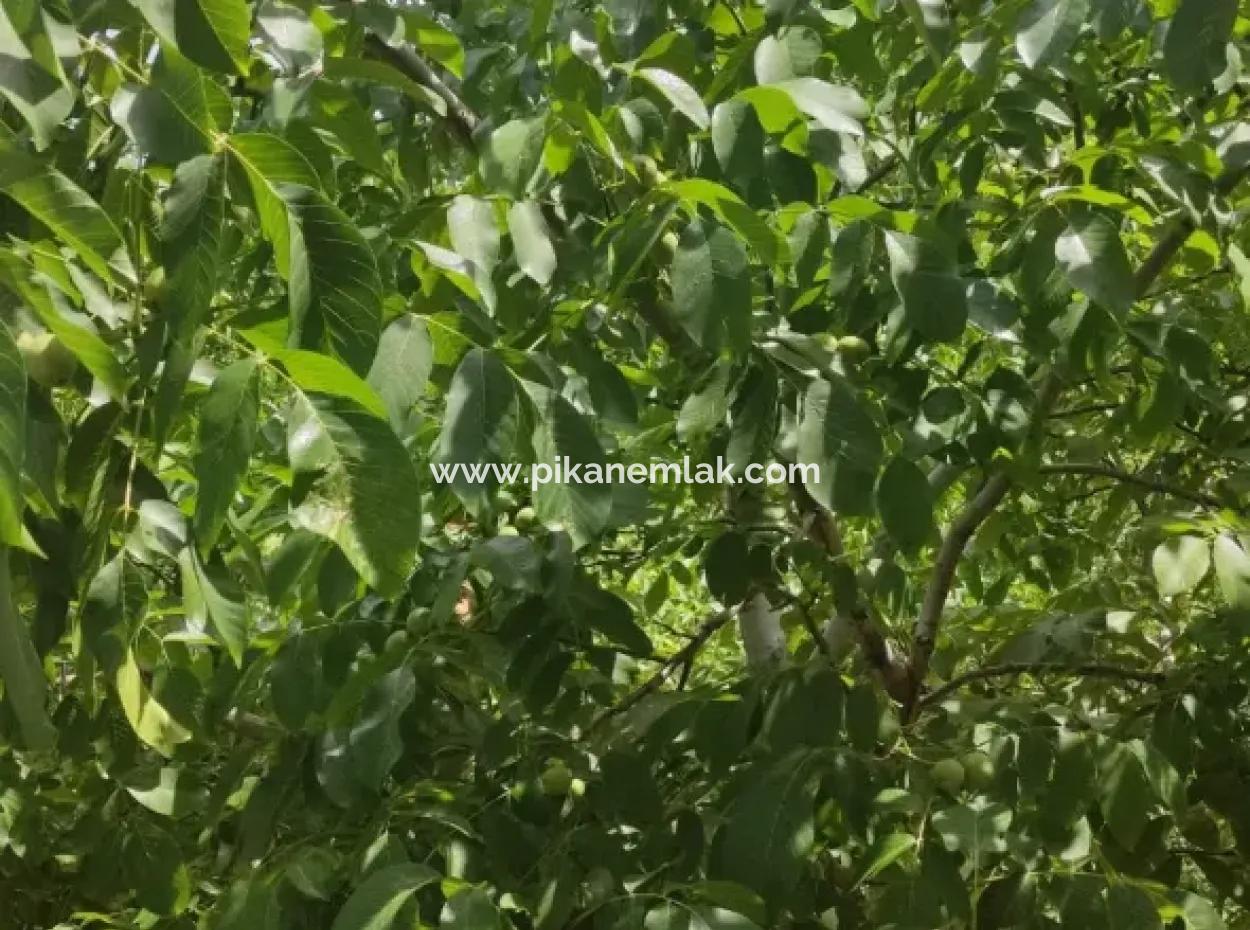 Stone Village House And 1042 M2 Detached Land For Sale On A 504 M2 Plot In Çameli, Cevizli