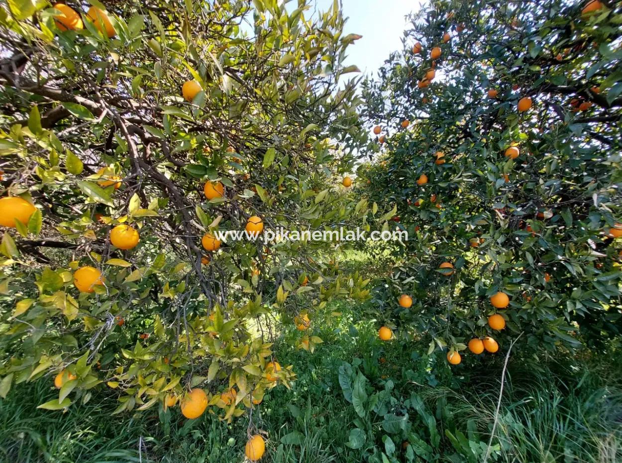 1 520 M2 Land Suitable For Investment For Sale In Ortaca Okçular