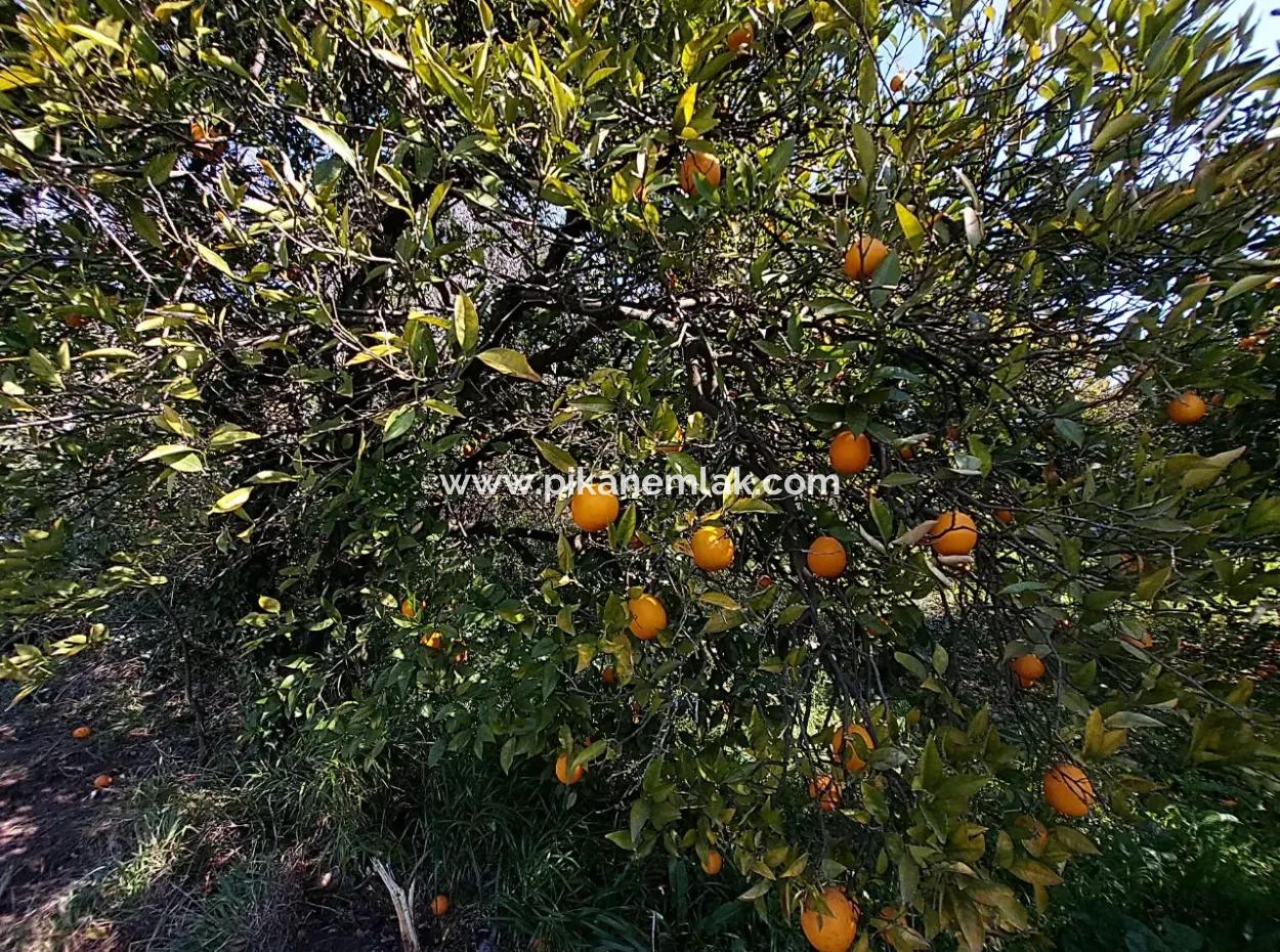 1 520 M2 Land Suitable For Investment For Sale In Ortaca Okçular