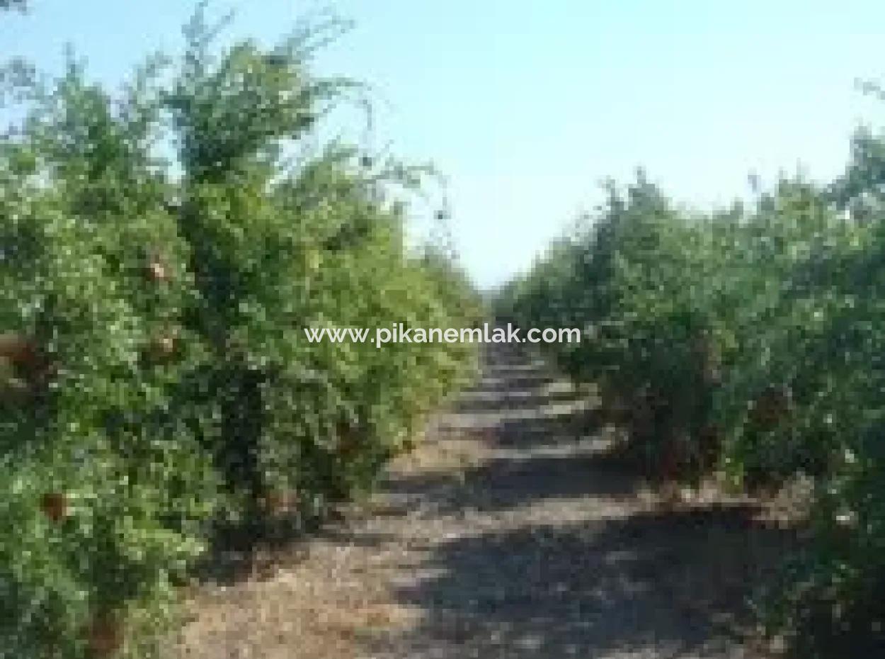 Ortaca, Mergenlide Detached 8.780 M2 Pomegranate Garden For Sale