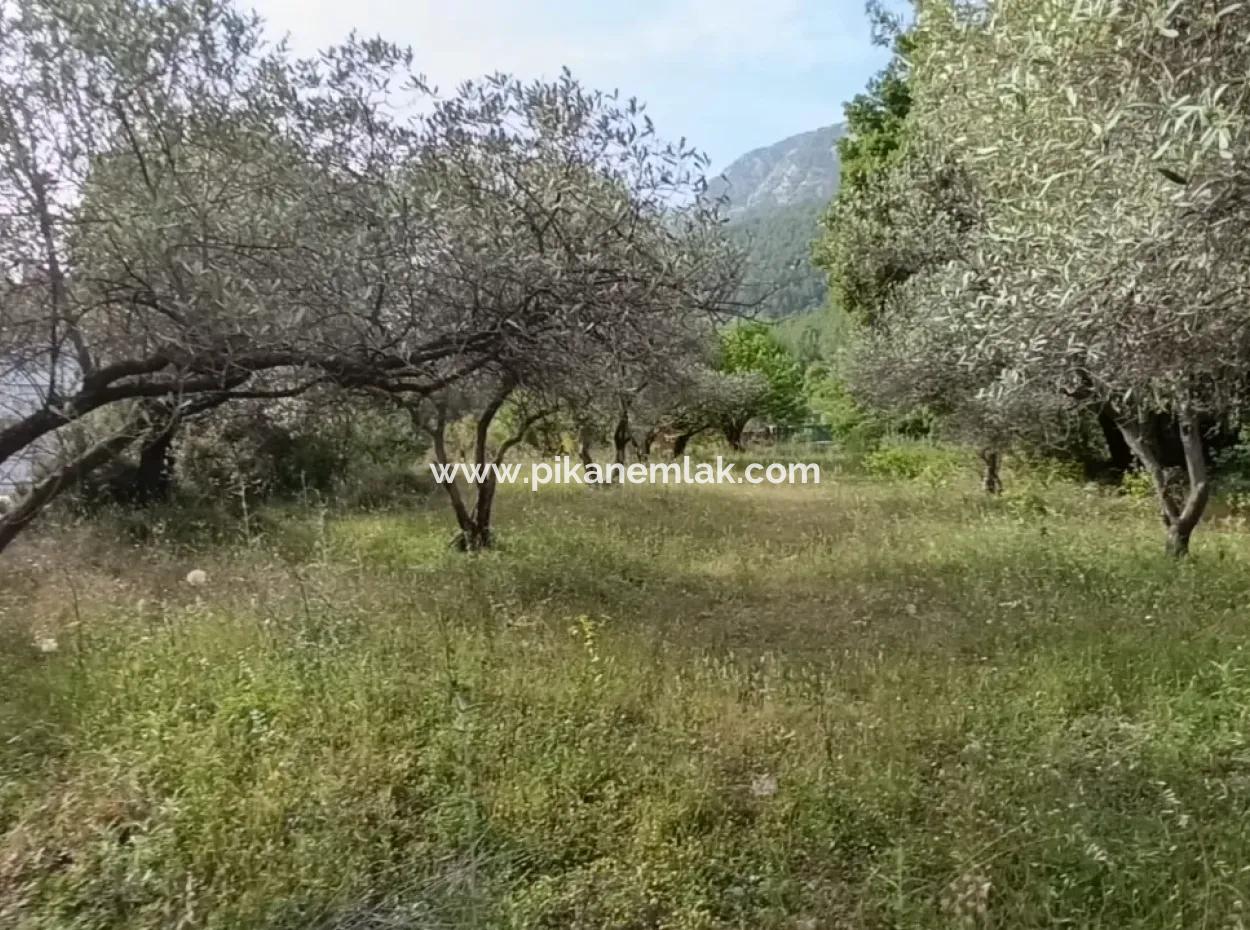 1228 M2 Land And Kargir House For Sale In Muğla Menteşe Yaraş, Village In Village.   