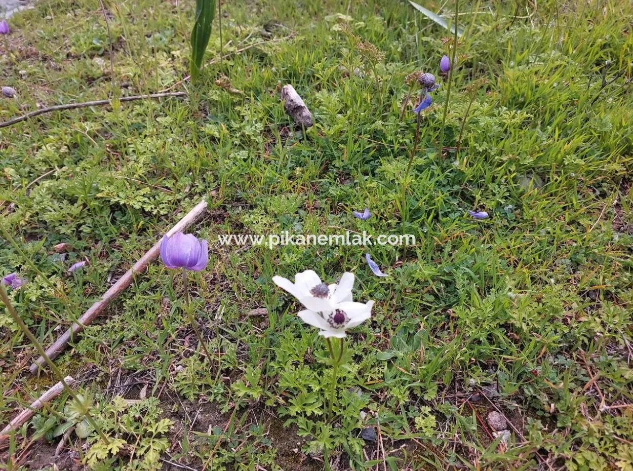 3.500 M2 Detached Land With Sea View For Sale In Dalaman Gürköy