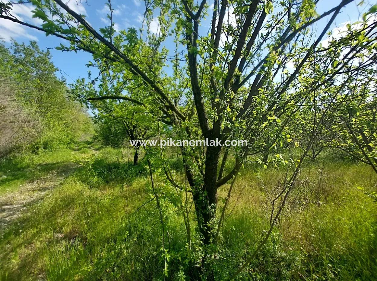 In Muğla Ortaca Eskiköy, 12.805 M2 Of Land With A Share Is For Sale.