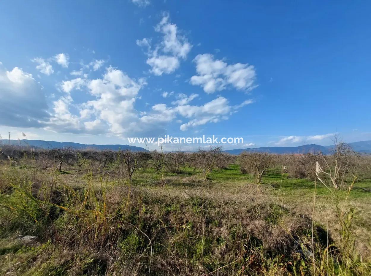 24.800 M2 Investment And Pomegranate Garden Suitable For Agricultural Loan For Sale In Ortaca Tepearası