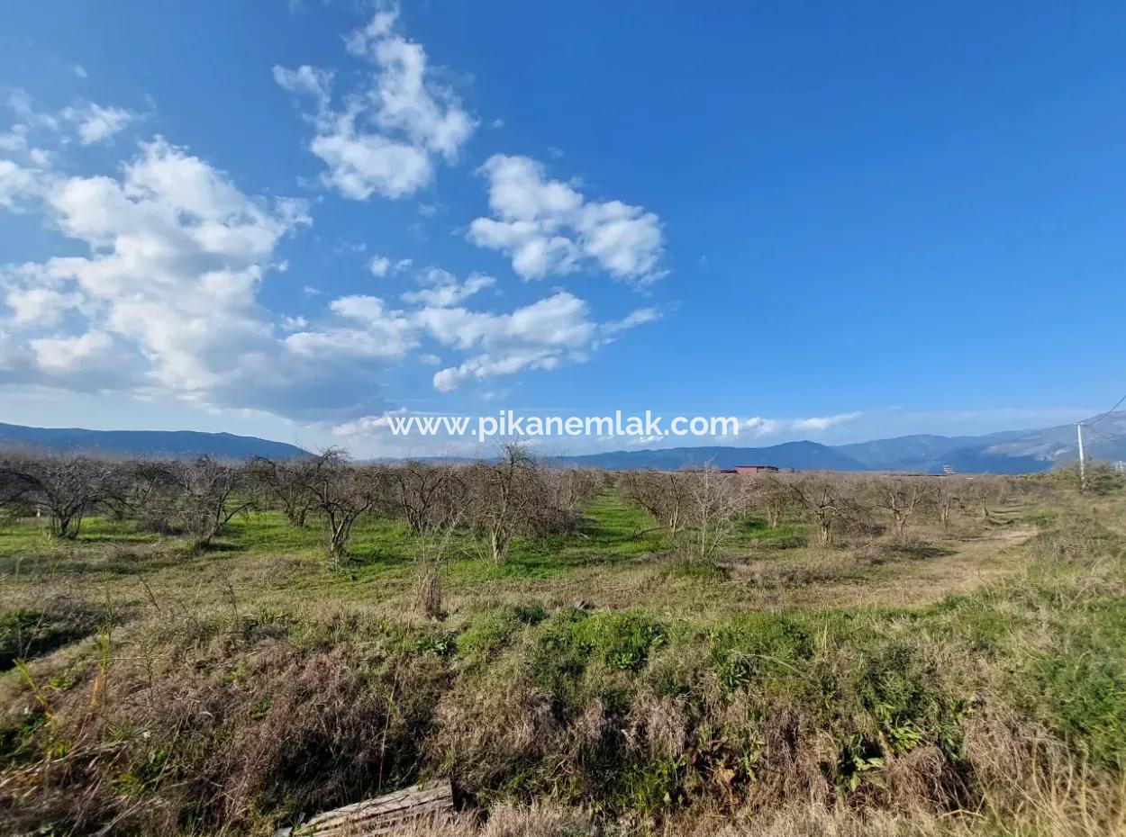 24.800 M2 Investment And Pomegranate Garden Suitable For Agricultural Loan For Sale In Ortaca Tepearası