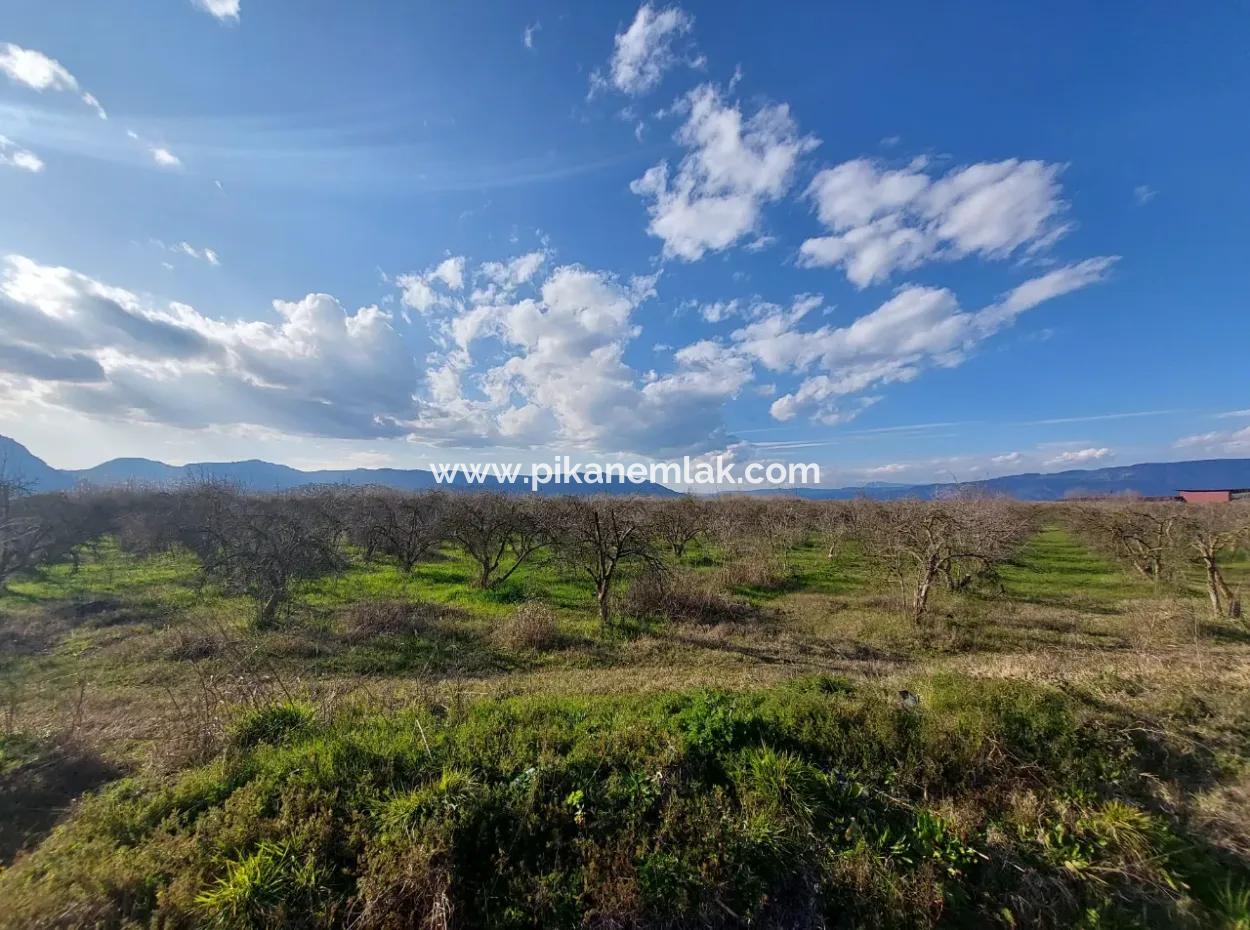24.800 M2 Investment And Pomegranate Garden Suitable For Agricultural Loan For Sale In Ortaca Tepearası