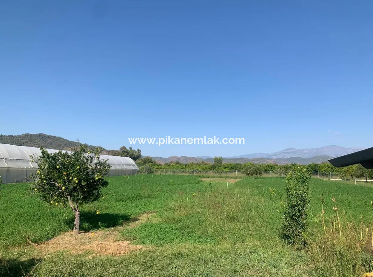 5400 M2 Ready-Made Farm For Sale In Ortaca Arıkbaşı