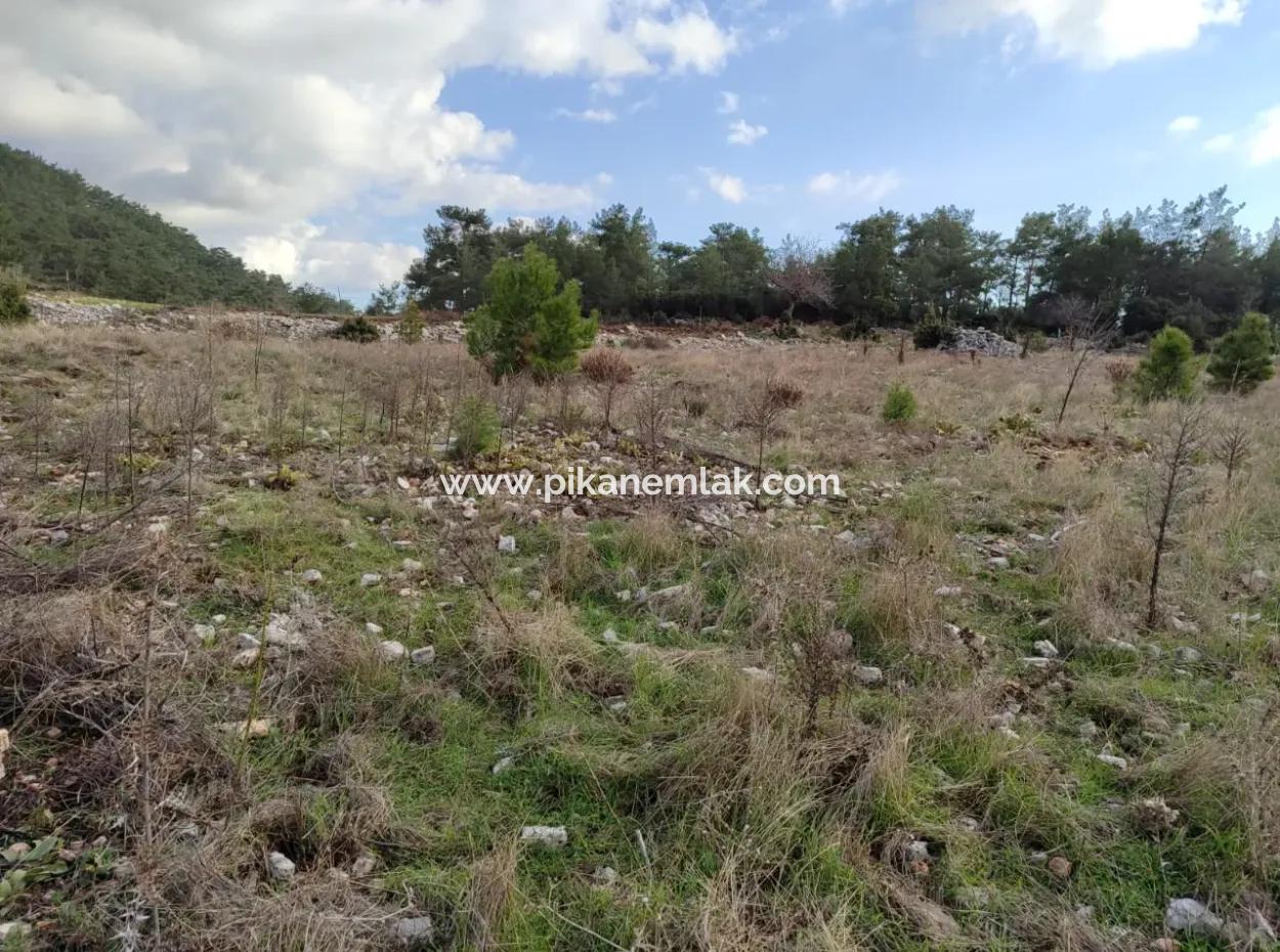 11.600 M² Flat Bargain Land For Sale In Muğla Milas Densityoluk