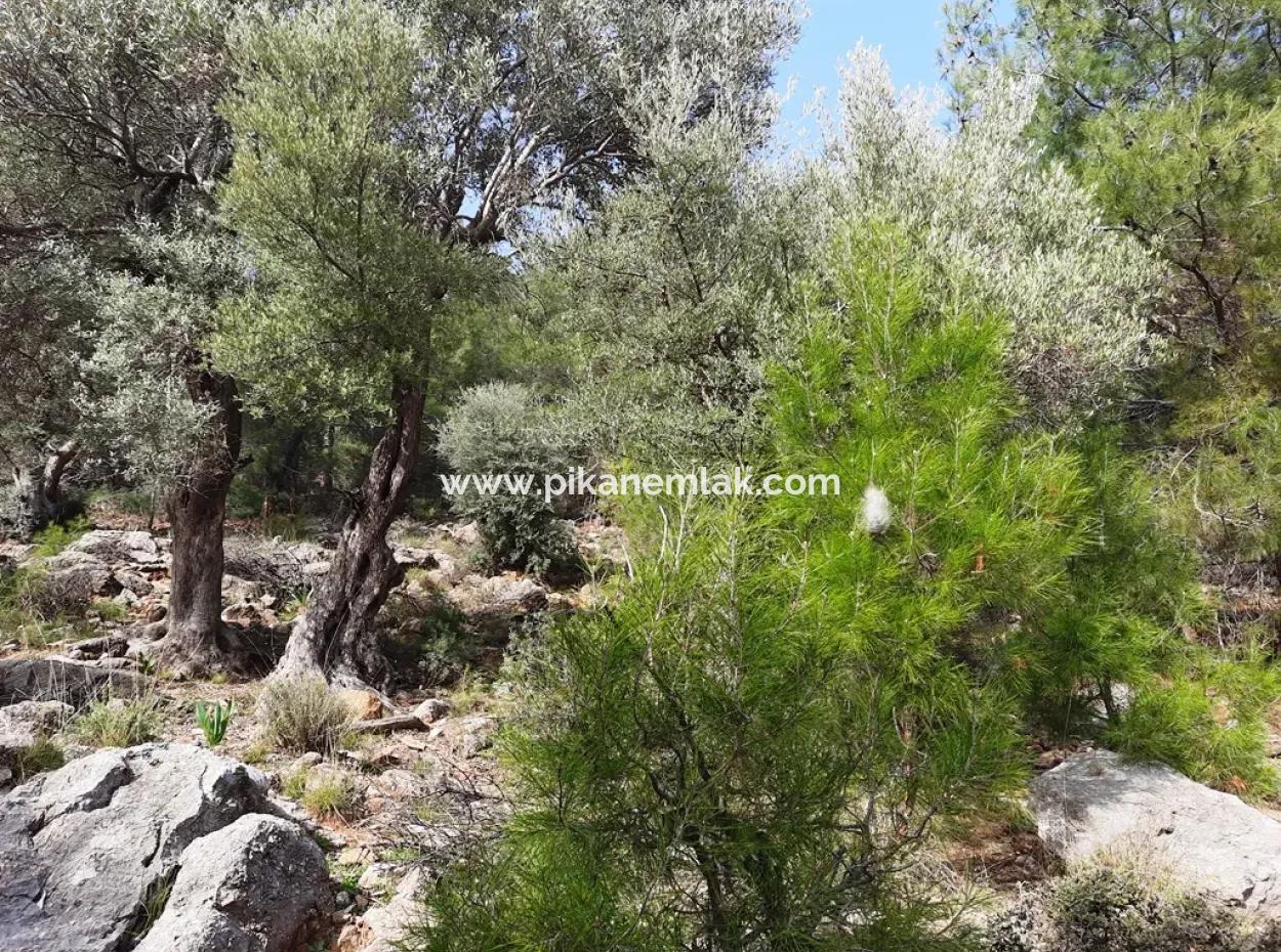 The Right Of Possession Of 3 100 M2 Treasury Land In Muğla Ortaca Dalyan Gökbel Will Be Transferred