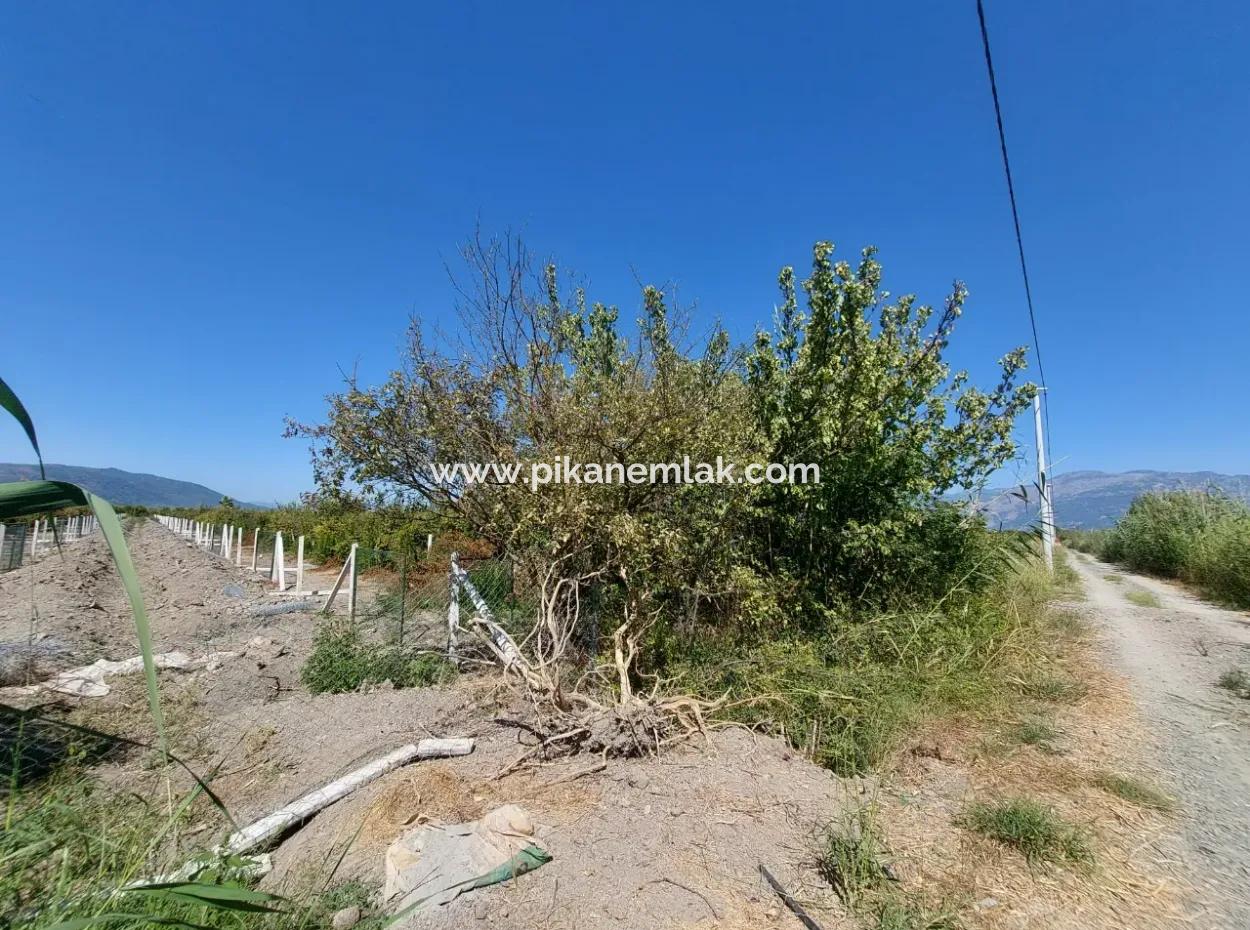 8126 M2 Investment And Pomegranate Orchard Suitable For Zirayi Loan Is For Sale In Ortaca Tepe