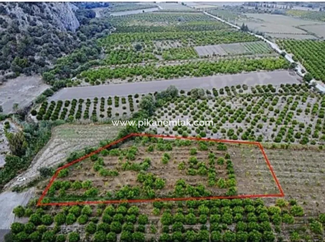 13.500 M2 Citrus Orchard In Ortaca Mergenli For Sale