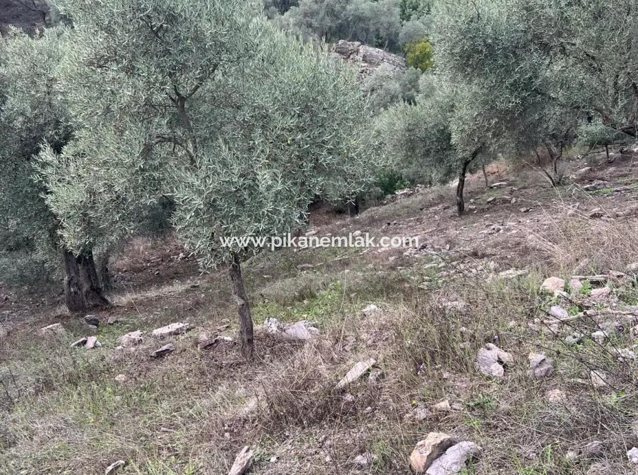 1.025 M2 Qualified Olive Grove Land In Muğla Milas Çakıralan Is For Sale