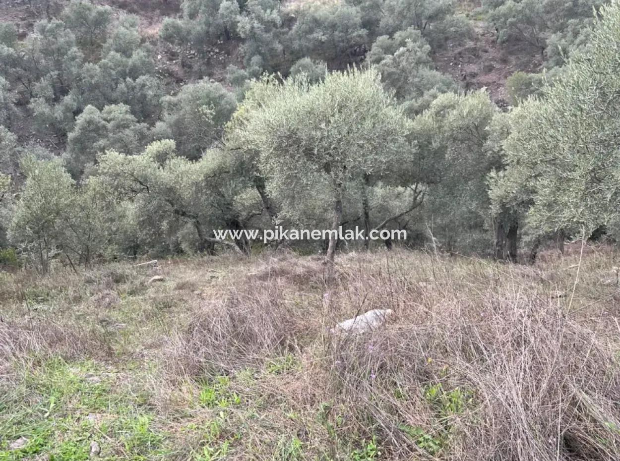 1.025 M2 Qualified Olive Grove Land In Muğla Milas Çakıralan Is For Sale