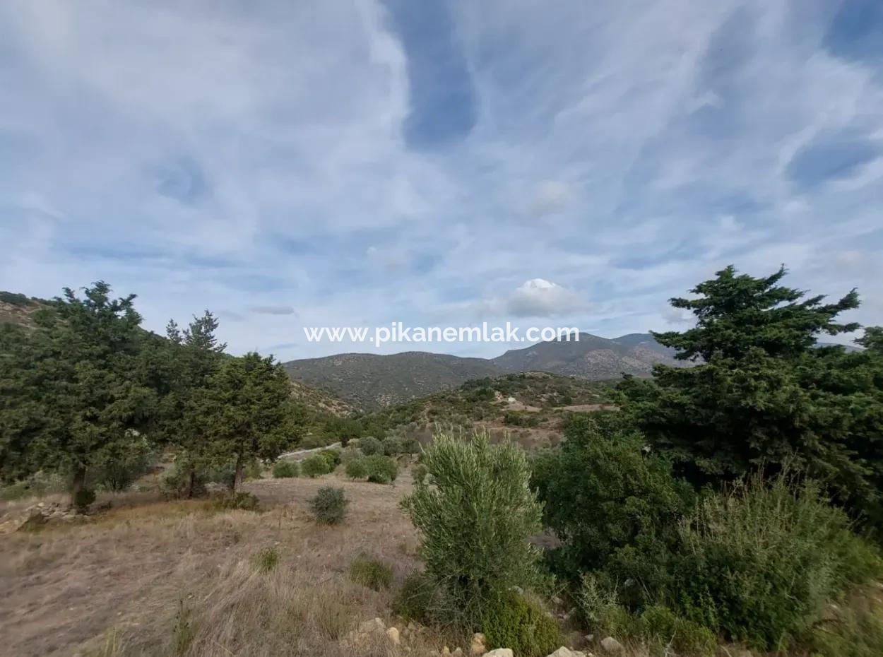 8.400 M² Bargain Olive Grove For Sale With Detached Title Deed In Datça Yazı, Muğla